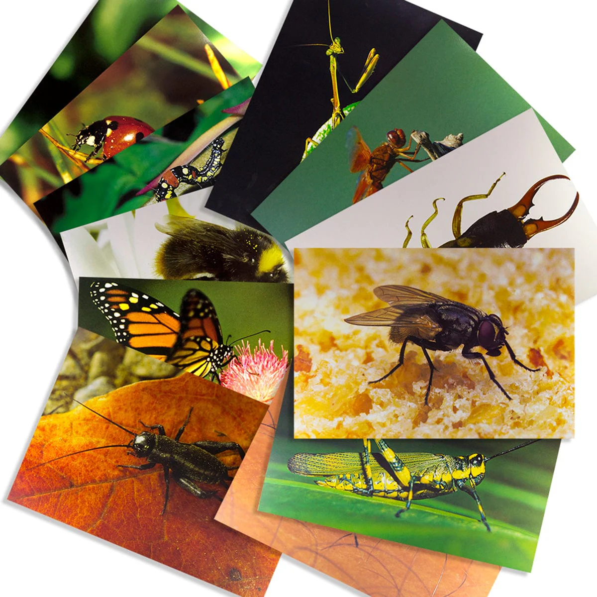 Animals and Insects Posters Mega Set - Image 6
