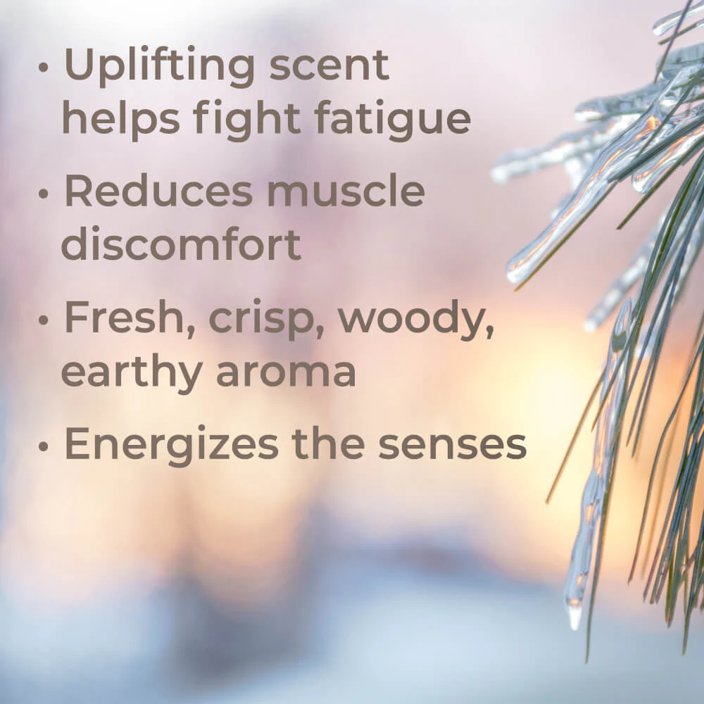 Organic Black Spruce Essential Oil - Image 3
