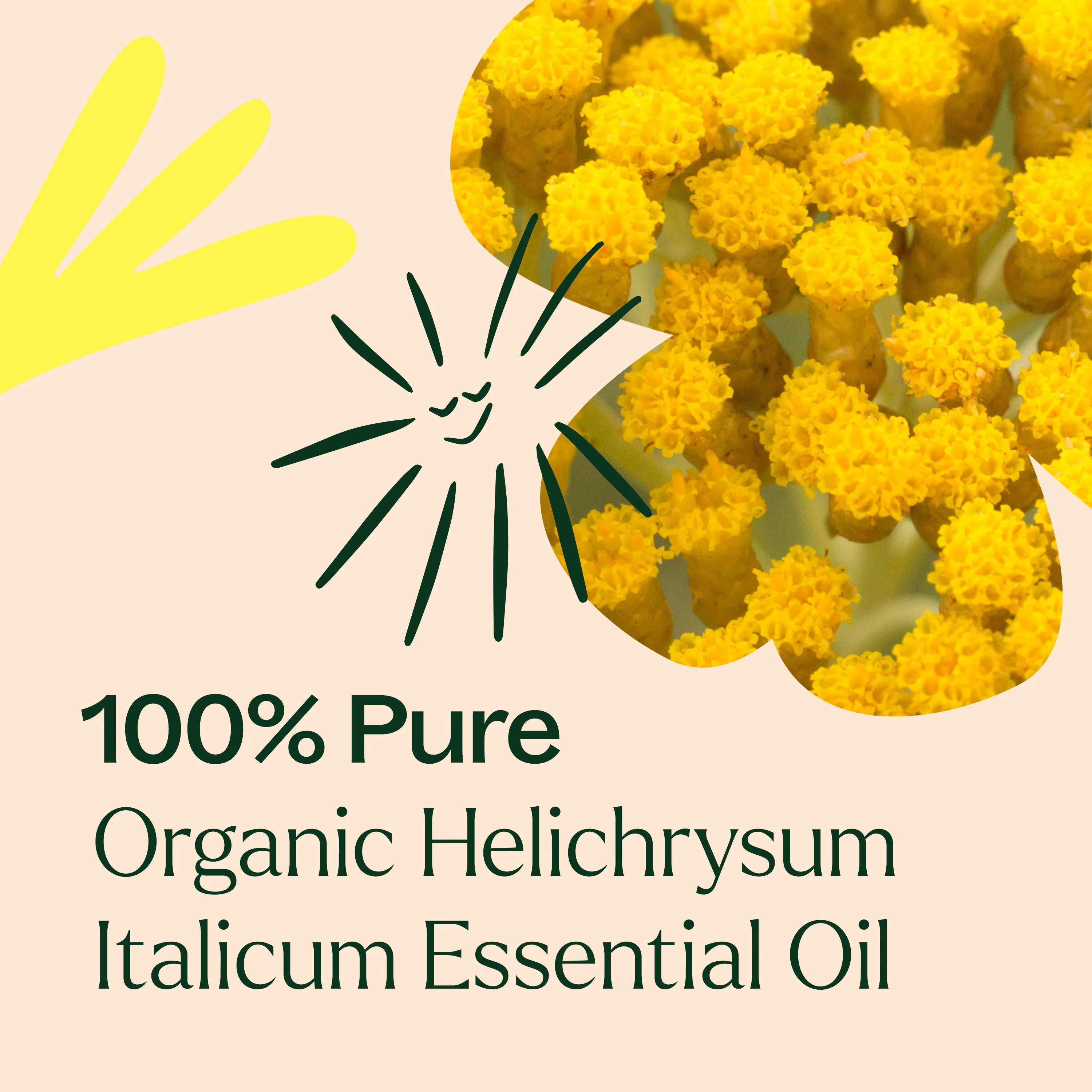 Organic Helichrysum Italicum Essential Oil - Image 5