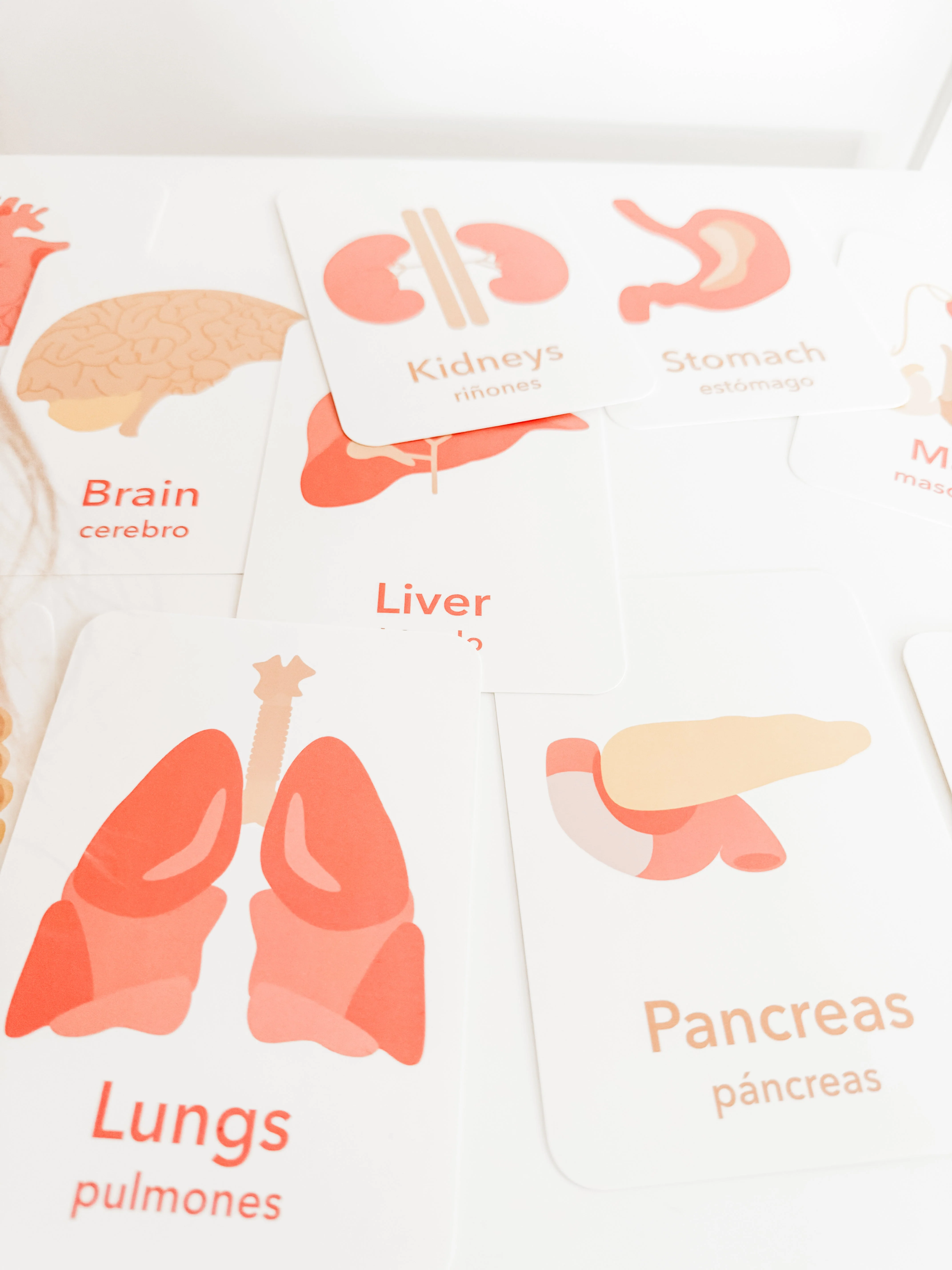Organs Flashcards - Image 10