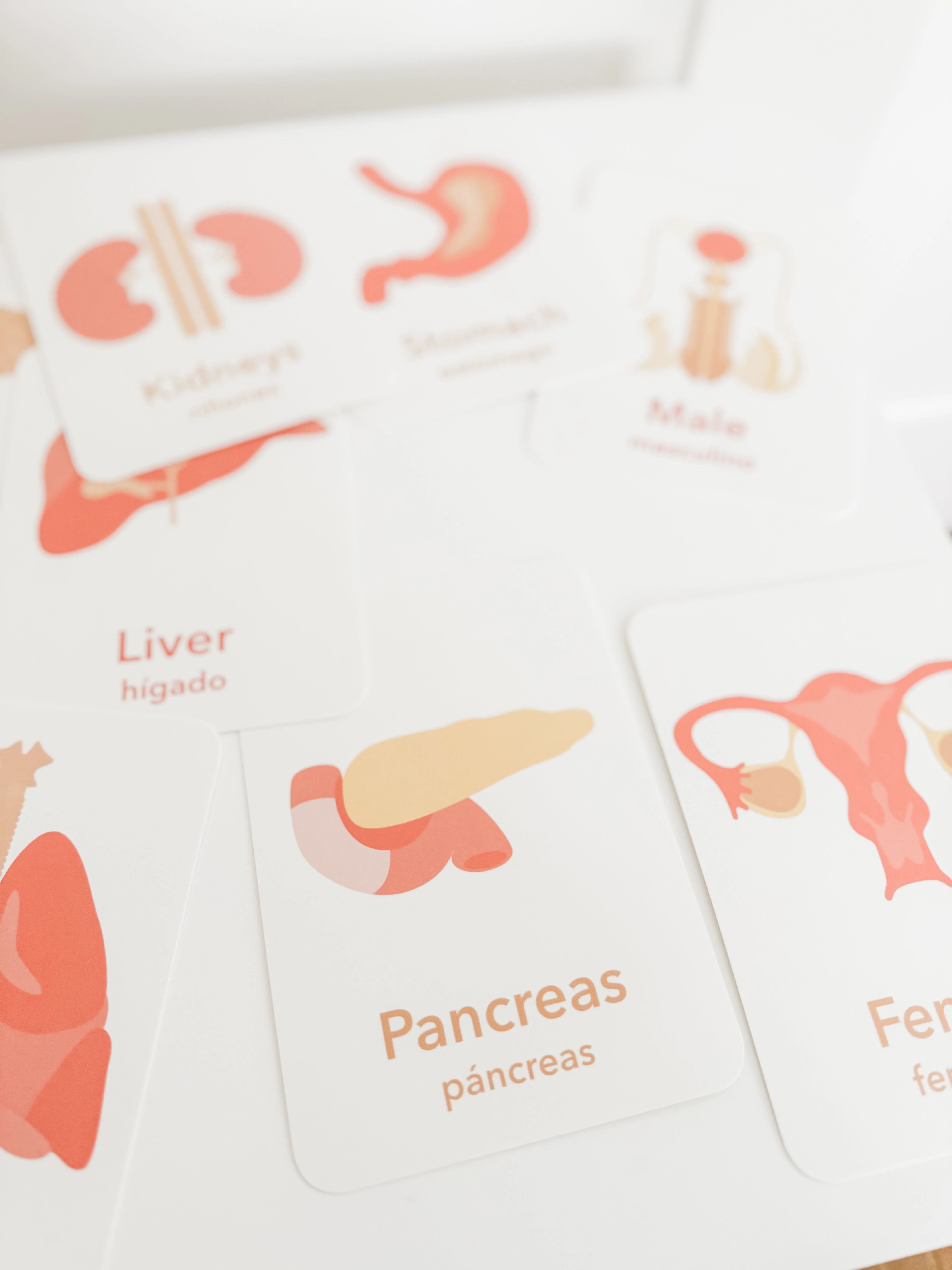 Organs Flashcards - Image 4