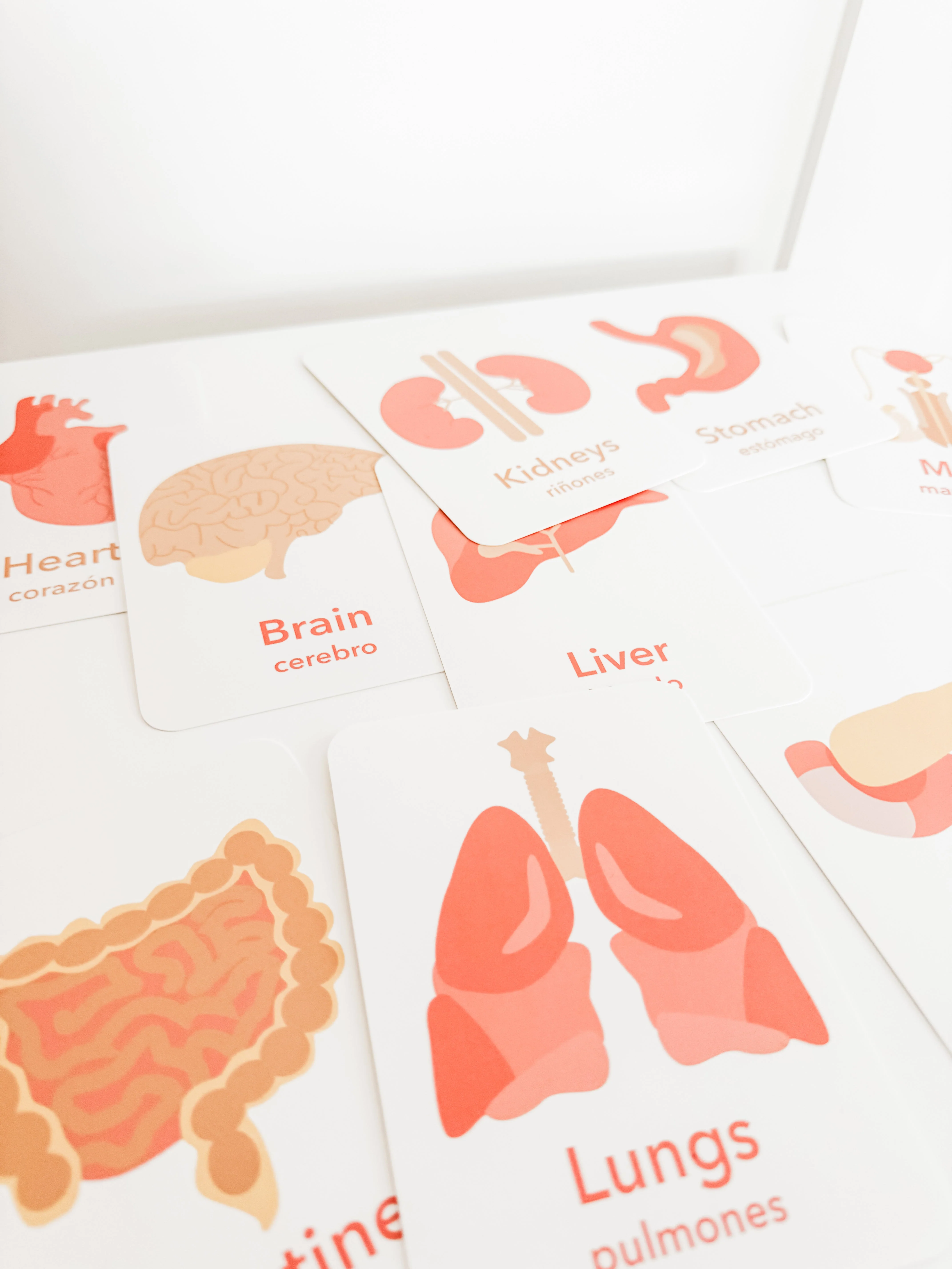 Organs Flashcards - Image 9